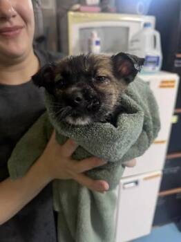 Siberian Husky and German Shepherd Dog Dogs Available for Adoption in Hobart, Indiana - Chicago | PetCurious