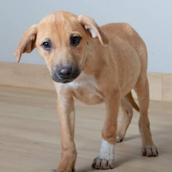 Rescue Beagle and Cattle Dog Dogs for Adoption in Minnetonka, Minnesota - Walter D67093 | PetCurious