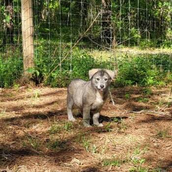 Labrador Retriever Dogs Available for Adoption in Wadena, Minnesota - Stewart | PetCurious