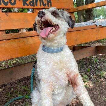 Paulie -  Miniature Schnauzer and Miniature Poodle Dog for Adoption in Quakertown, Pennsylvania - Paulie | PetCurious