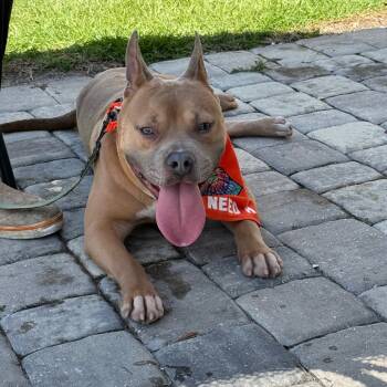 Rescue Mixed Breed Dogs for Adoption in Savannah, Georgia - General Pudge | PetCurious