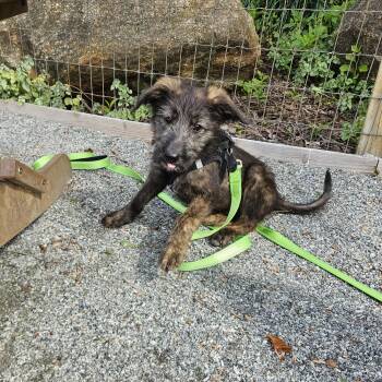German Shepherd Dog Dogs Available for Adoption in Phoenixville, Pennsylvania - Ladybug | PetCurious
