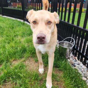 Husky Dogs Available for Adoption in Fort Wayne, Indiana - Luigi | PetCurious