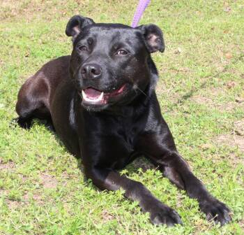 Labrador Retriever Dogs Available for Adoption - Sadie 36362 | PetCurious