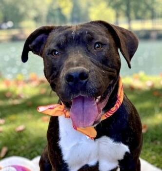 Jake -  Staffordshire Bull Terrier Dog for Adoption in Perry, Iowa - Jake | PetCurious