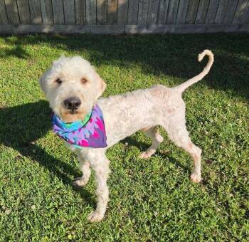 Poodle Dogs Available for Adoption in Pass Christian, Mississippi - Casper | PetCurious
