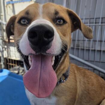 Sour Patch -  Pit Bull Terrier and Basset Hound Dog for Adoption in San Pablo, California - Sour Patch | PetCurious