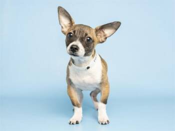 Chihuahua Dogs Available for Adoption in Phoenix, Arizona - PEPPY | PetCurious