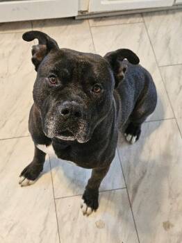 Sunka -  Pit Bull Terrier and Mixed Breed Dog for Adoption in Cincinnati, Ohio - Sunka | PetCurious