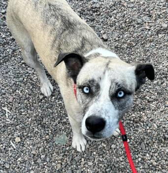 Shepherd and Mixed Breed Dogs Available for Adoption in Lafayette, Colorado - Coffee Cup | PetCurious