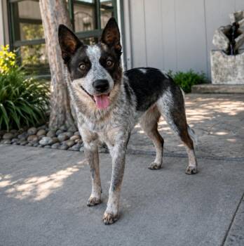 Dolly -  Australian Cattle Dog Blue Heeler Dog for Adoption in Lathrop, California - Dolly | PetCurious