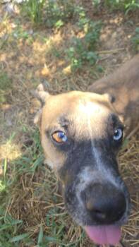 Rescue Shepherd and Labrador Retriever Dogs for Adoption in Brookeville, Maryland - Lucky | PetCurious