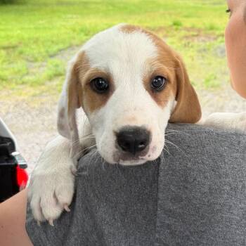 Sam -  Beagle and Mixed Breed Dog Available for Adoption in New Fairfield, Connecticut - Sam | PetCurious