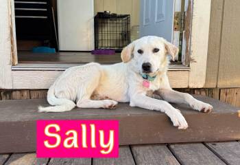 Sally -  Great Pyrenees and Labrador Retriever Dog for Adoption in Fort Worth, Texas - Sally | PetCurious