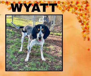 Rescue Coonhound Dogs for Adoption in Albuquerque, New Mexico - Wyatt | PetCurious