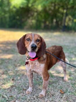 Beagle and Mixed Breed Dogs Available for Adoption in Aiken, South Carolina - Red | PetCurious