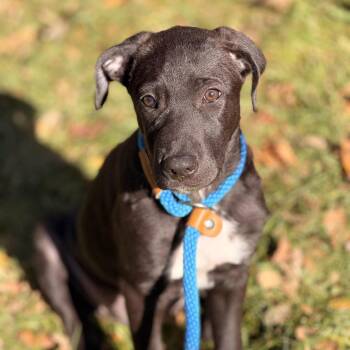 Charlee -  Black Labrador Retriever and Hound Dog for Adoption in Sparta, New Jersey - Charlee | PetCurious