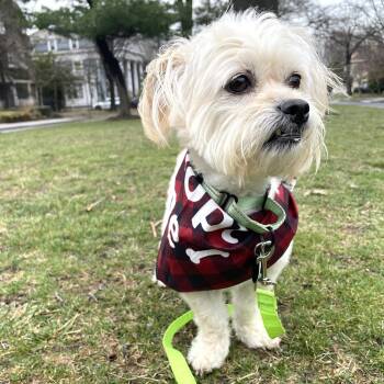 Shih Tzu Dogs Available for Adoption - Albert | PetCurious