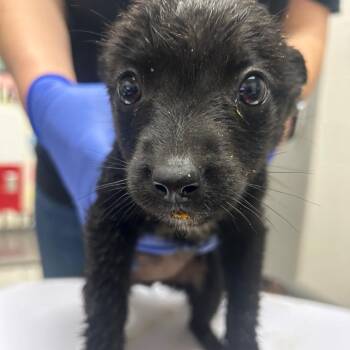 Labrador Retriever Dogs Available for Adoption in Lufkin, Texas - Liz | PetCurious