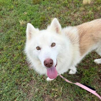 Breezy -  Husky and Mixed Breed Dog for Adoption - Breezy | PetCurious
