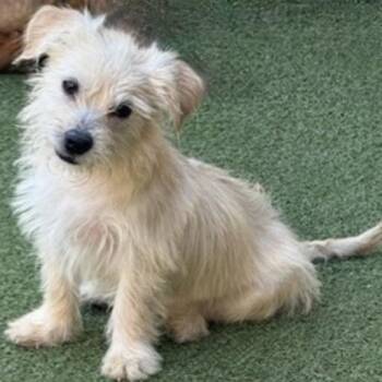 Poodle and Terrier Dogs Available for Adoption - OLLIE | PetCurious