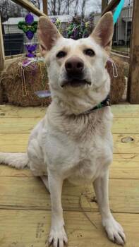 Mixed Breed Dogs Available for Adoption in Saint Francisville, Louisiana - Queen | PetCurious