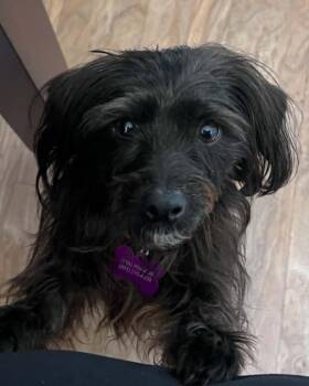 Rumor -  Terrier Dog for Adoption in Corona, California - Rumor | PetCurious