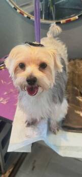 Yorkshire Terrier Dogs Available for Adoption - Piper Peep | PetCurious