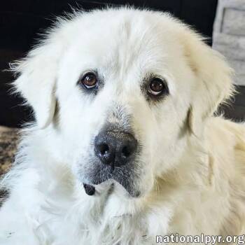 Rescue Great Pyrenees Dogs for Adoption in Beacon, New York - Leona In VA - Calm, Sweet & Gentle! | PetCurious