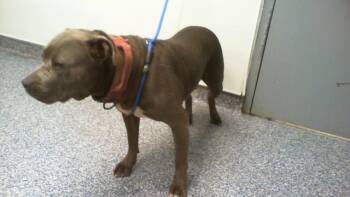 A1266983 -  Pit Bull Terrier Dog for Adoption in Charlotte, North Carolina - A1266983 | PetCurious
