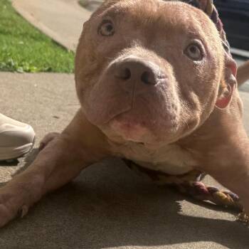 Copper -  Mixed Breed Dog for Adoption in Winston-salem, North Carolina - Copper | PetCurious