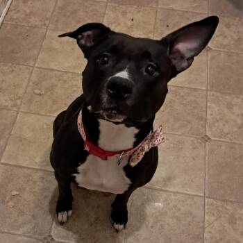 Rescue American Bulldog Dogs for Adoption in Mooresville, Indiana - Juno | PetCurious