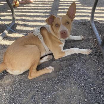 Brody (Booth) -  Pit Bull Terrier and Mixed Breed Dog for Adoption in Grand Junction, Colorado - Brody (Booth) | PetCurious