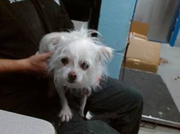 BILLY -  Chihuahua and Mixed Breed Dog for Adoption in Albuquerque, New Mexico - BILLY | PetCurious