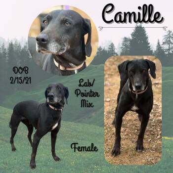 Labrador Retriever and Pointer Dogs Available for Adoption - Camille | PetCurious
