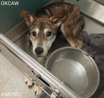 Siberian Husky Dogs Available for Adoption - KOGA | PetCurious