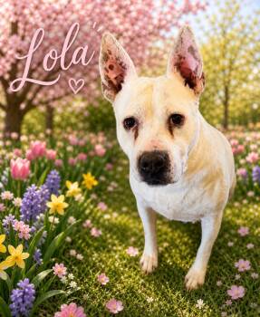 Mixed Breed Dogs Available for Adoption in Canyon, Texas - Lola | PetCurious