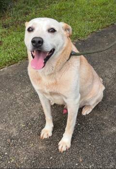 Sol -  Labrador Retriever and Carolina Dog Dog for Adoption in Albany, Georgia - Sol | PetCurious