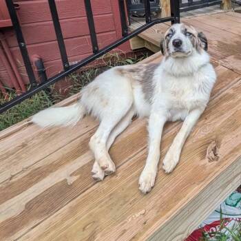 Bette Davis -  Australian Shepherd and Great Pyrenees Dog for Adoption in Kansas City, Missouri - Bette Davis | PetCurious