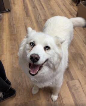 Tia -  Husky Dog for Adoption in Towanda, Pennsylvania - Tia | PetCurious