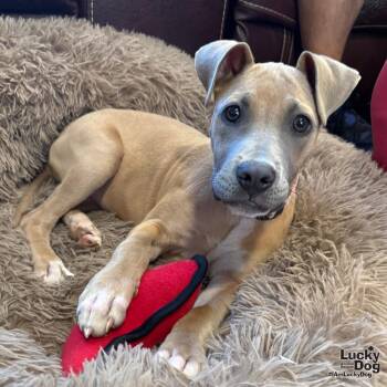 Marney -  Shepherd Dog for Adoption in Washington, District Of Columbia - Marney | PetCurious