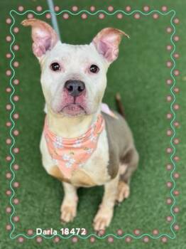 Pit Bull Terrier Dogs Available for Adoption in Marietta, Georgia - DARLA | PetCurious