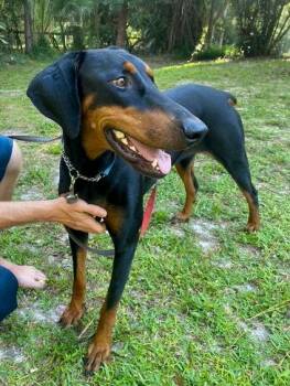 Doberman Pinscher Dogs Available for Adoption in Oakland Park, Florida - Lola 3574 | PetCurious