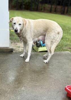 Kismet -  Great Pyrenees and Labrador Retriever Dog for Adoption in Wando, South Carolina - Kismet | PetCurious