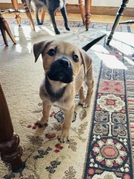 Black Mouth Cur and Labrador Retriever Dogs Available for Adoption - Cosette | PetCurious