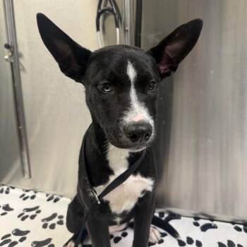 Mitzi -  Mixed Breed Dog for Adoption in Philadelphia, Pennsylvania - Mitzi | PetCurious