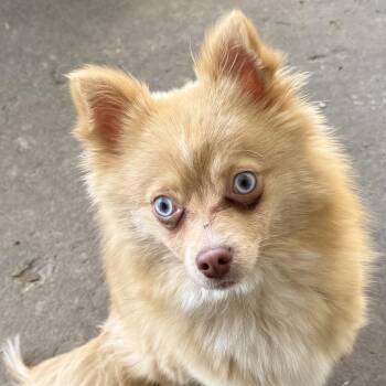 Pomeranian and Husky Dogs Available for Adoption in North Canton, Ohio - Fennec | PetCurious