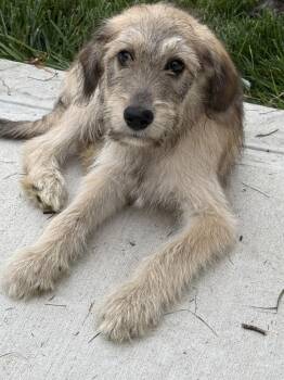 Toast -  Poodle Dog for Adoption in South Bend, Indiana - Toast | PetCurious