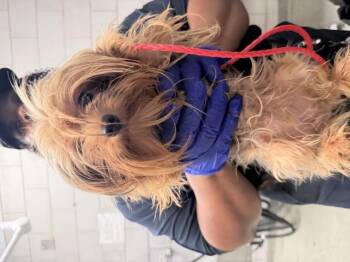 A1290526 -  Mixed Breed Dog for Adoption in Dallas, Texas - A1290526 | PetCurious