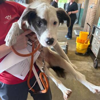 Cammie -  Collie and Mixed Breed Dog for Adoption in Birmingham, Alabama - Cammie | PetCurious